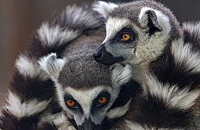 日本PS5累计销量突破100万台 销售速度超越PS4